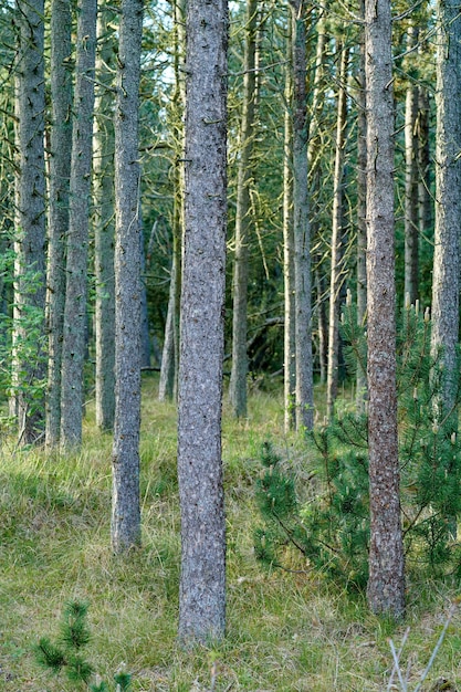 Trunks of pine trees in remote empty forest in the mountain in nature Secluded woodland filled with big trees for adventure and backpacking on getaway vacation Deserted tourism attraction in woods