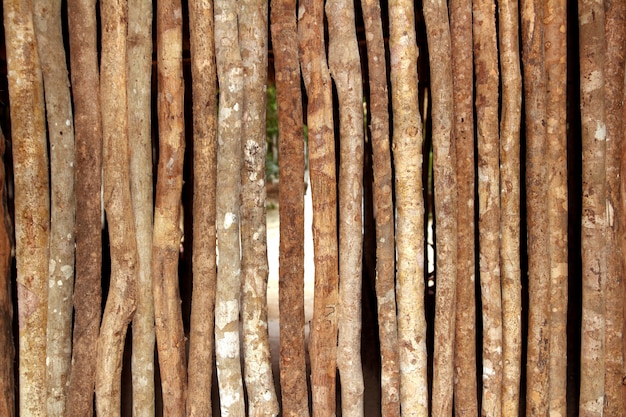 Trunks wooden wall in rainforest jungle house