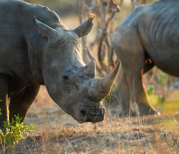 Try taking my horn Shot of two rhinos in their natural habitat