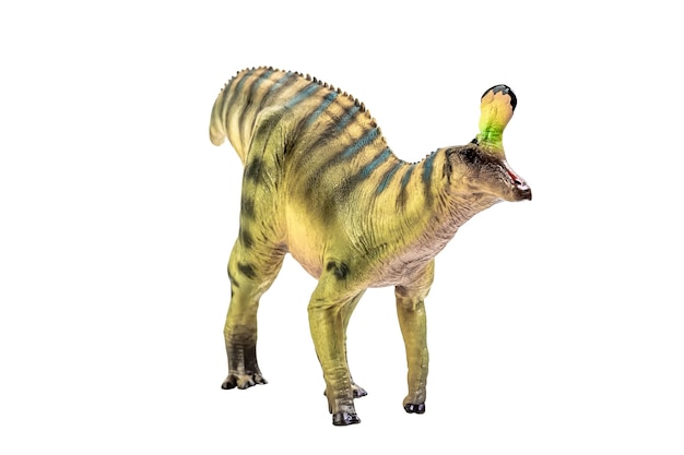 Tsintaosaurus Spinorhinus Dinosaur on white isolate background Clipping path