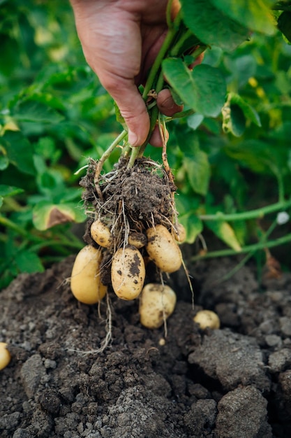 Tubers of new potatoesHarvesting A man digs potatoes with a shovel Rows of vegetable beds planted with potatoes in a rural garden