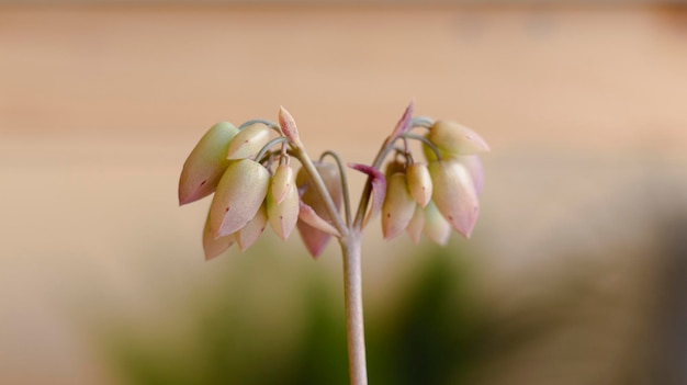 Tubular flowers of a kalanchoe fedtschenkoi succulent with selective focus and blur background