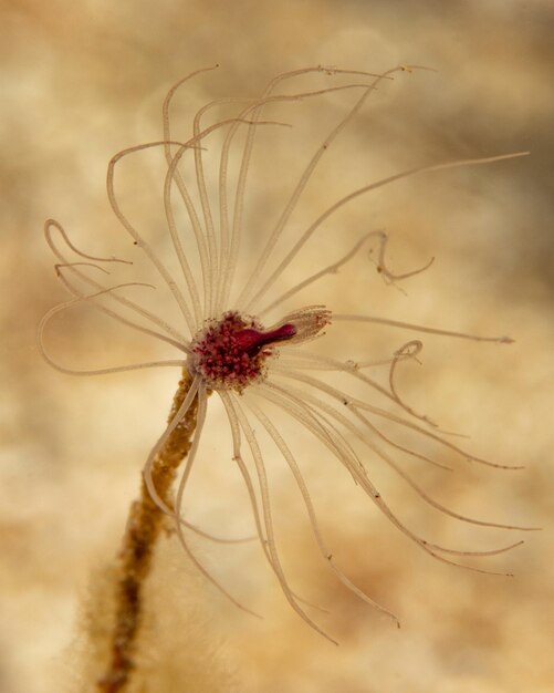 Photo tubularia sp