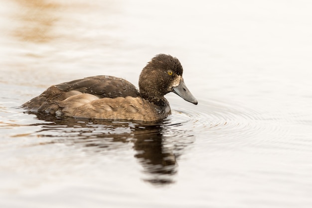 Tufted Duck - Aythya fuligula - female bird swimming in a lake