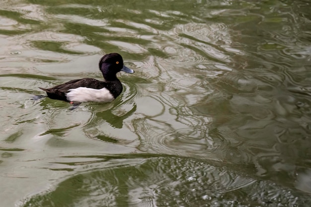 Photo tufted duck swimming in calm pond waters