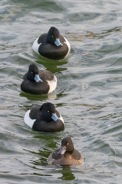 tufted duck or tufted pochard (Aythya fuligula) Stockholm, Sweden