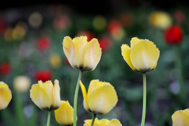 Tulip. Beautiful bouquet of tulips. colorful tulips. tulips in spring,colourful tulip