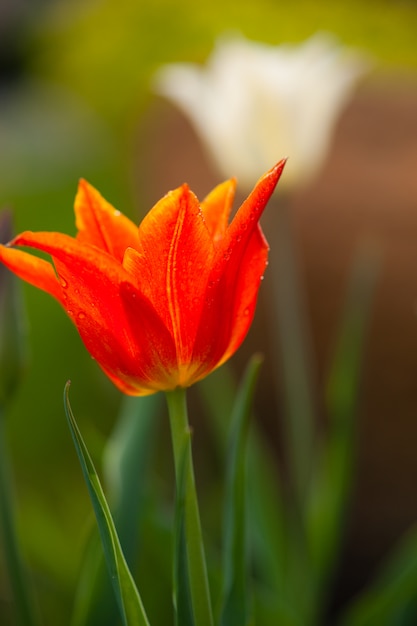 Tulip. Beautiful bouquet of tulips. colorful tulips. tulips in spring sun. tulip in the field