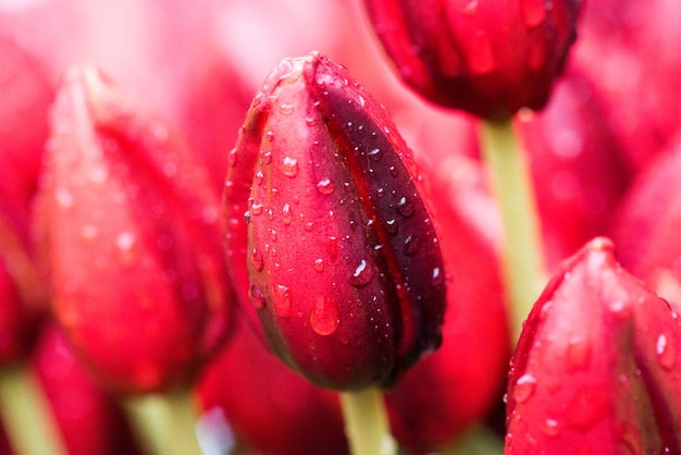 Tulip. Beautiful Tulip flowers with dew drops. Spring flowers are the symbol of love.