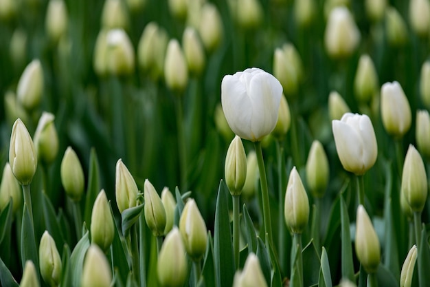 Tulip blossom on green background