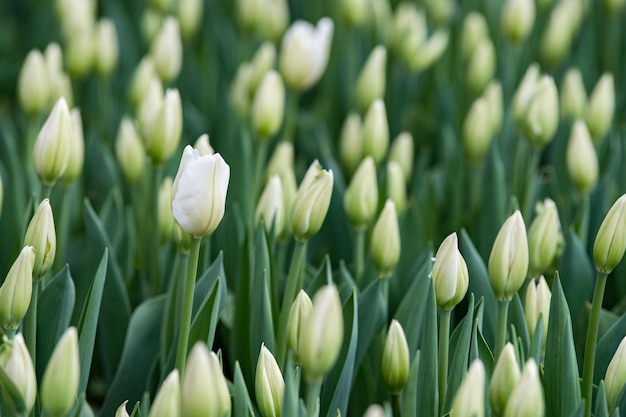 Tulip blossom on green background