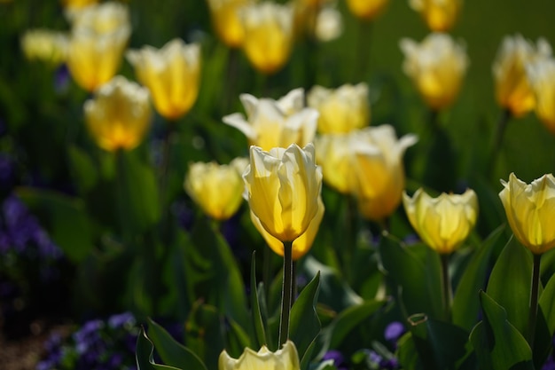 Tulip blossom in washington dc