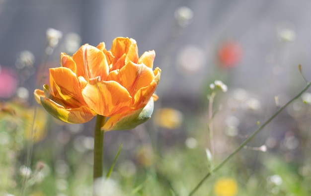 Tulip Cilesta spring flowers on a sunny day Tulipa Liliaceae Redyellow terry tulips Double Early bloom in the garden Selective focus of one yellow tulip in the garden with green leaves