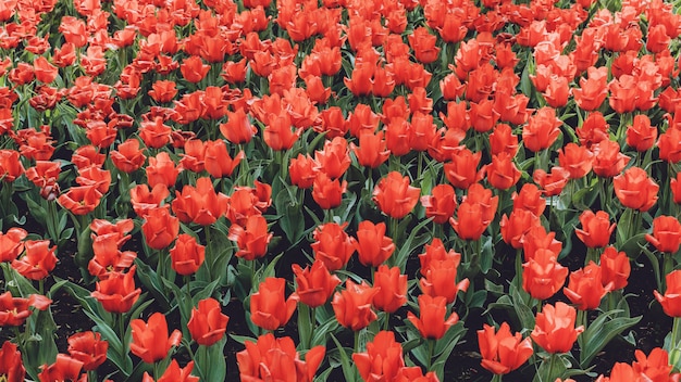 Tulip field in Netherlands