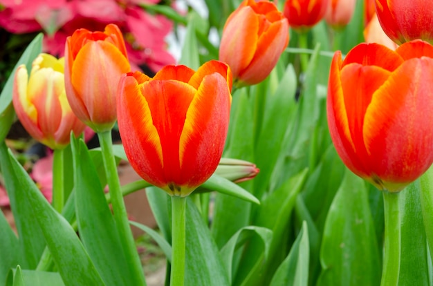 Tulip flower background pattern blurred