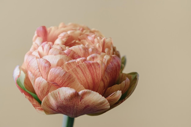 Tulip flower on beige background Flat lay top view floral festive holiday concept place for your text selective focus