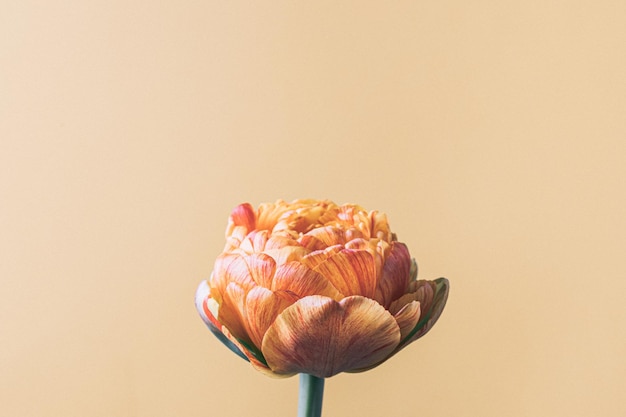 Tulip flower on beige background Flat lay top view floral festive holiday concept place for your text selective focus