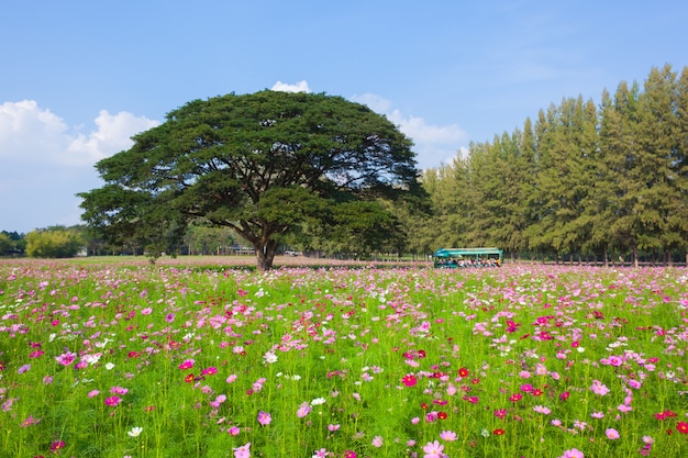 tulip flower blooming in the field