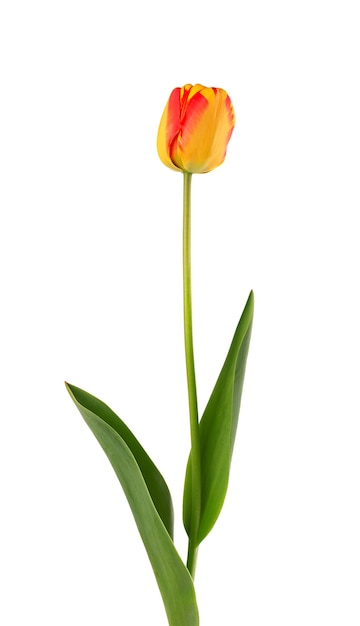 Tulip flower on a long stem with leaves, isolated on white background. Beautiful spring flowers.