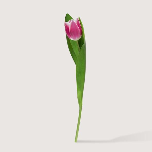 Tulip flower on white