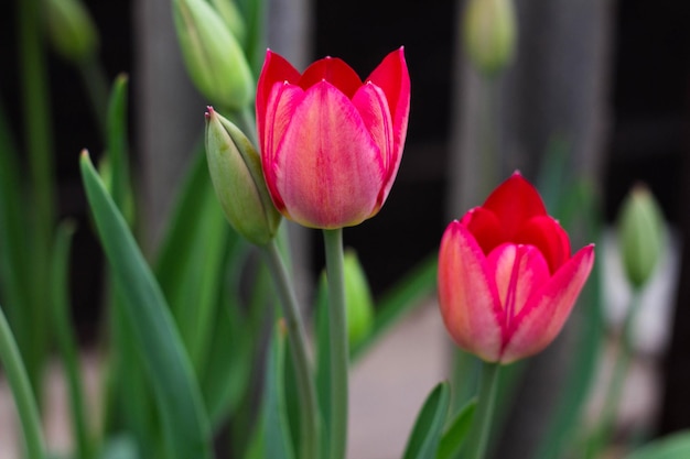 Tulip flower with green leaf background spring garden