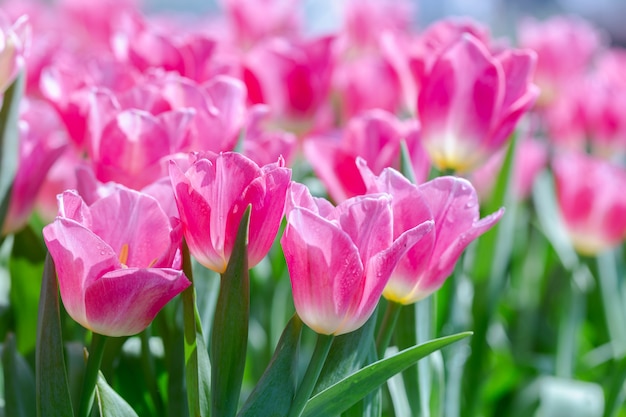 Tulip flower with green leaf background at winter or spring day.