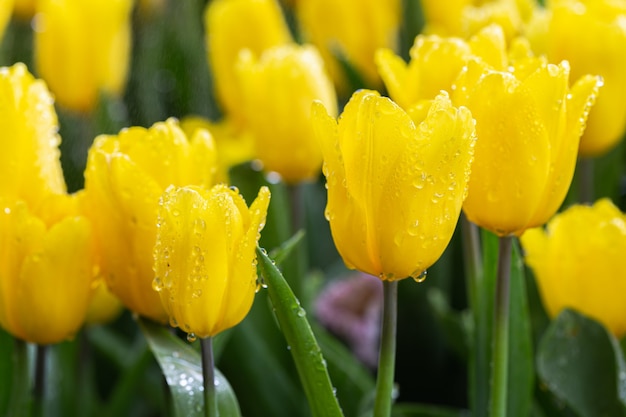 Tulip flower with green leaf