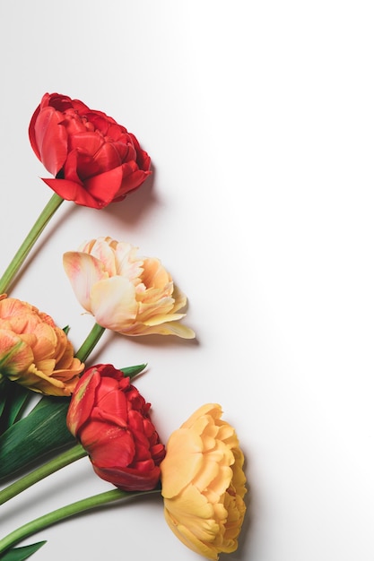 Tulip flowers bouquet on white background Flat lay top view floral festive holiday concept place for your text selective focus