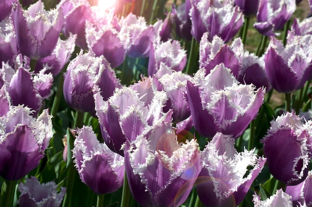 Tulip flowers Fresh first spring flowers with sun beam