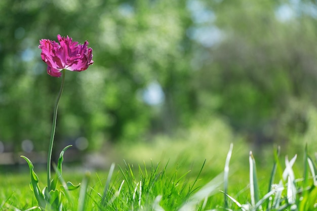 Tulip flowers plants in the city flower beds summer mood bright colors closeup