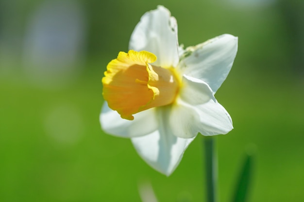 Tulip flowers plants in the city flower beds summer mood bright colors closeup