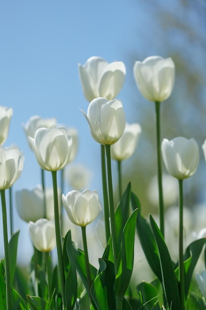 Tulip flowers plants in the city flower beds summer mood bright colors closeup