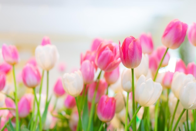 Tulip flowers shallow selective focus Spring nature background for web banner and card design