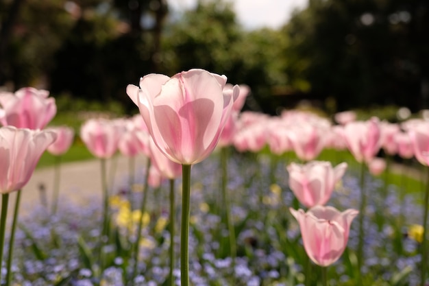 Tulip flowers in Switzerland