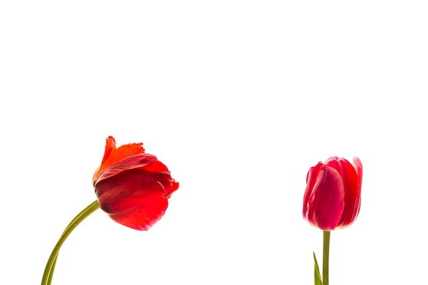 Tulip flowers on white background with space for your text.