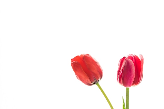 Tulip flowers on white background with space for your text.