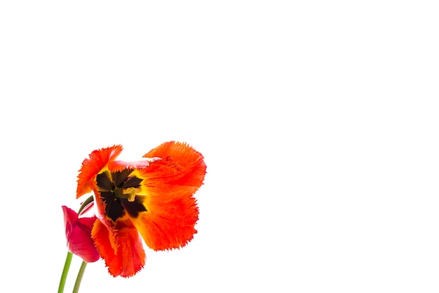 Tulip flowers on white background with space for your text.