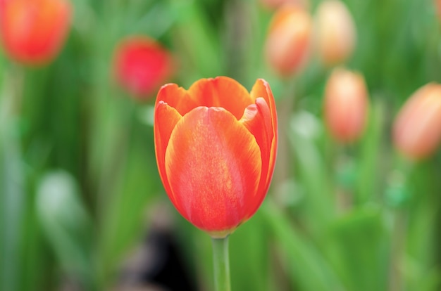 Tulip flowers with blurred pattern background