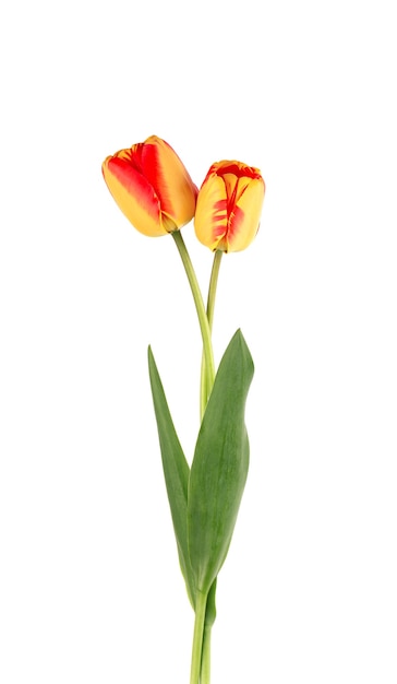 Tulip flowers with leaves, isolated on white background. Beautiful spring flowers.