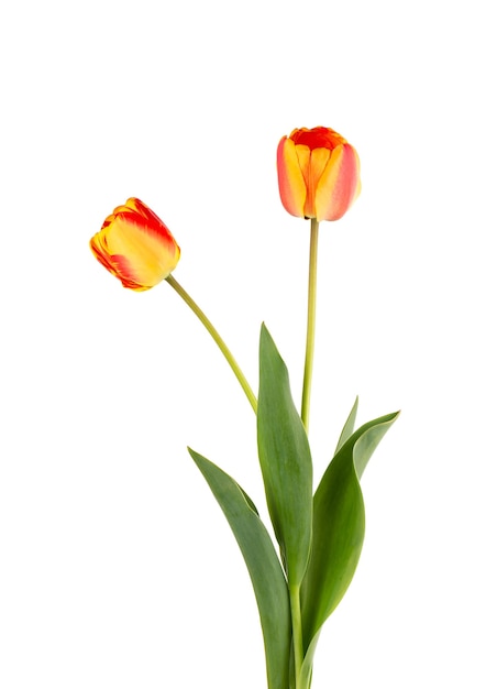 Tulip flowers with leaves, isolated on white background. Beautiful spring flowers.