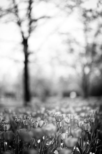 Tulip full bloom in monotone. Artistic black and white flower field, fine art nature background