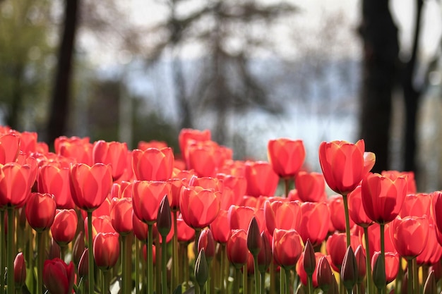 Tulip garden blooming on season and full color full of flowers