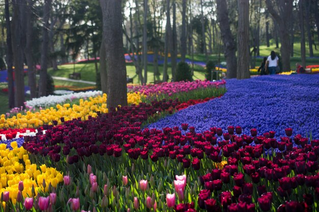 Tulip garden in spring