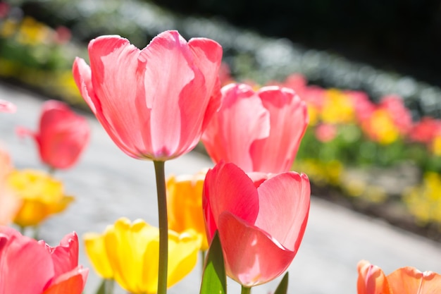 Tulip garden with various colors of tulips