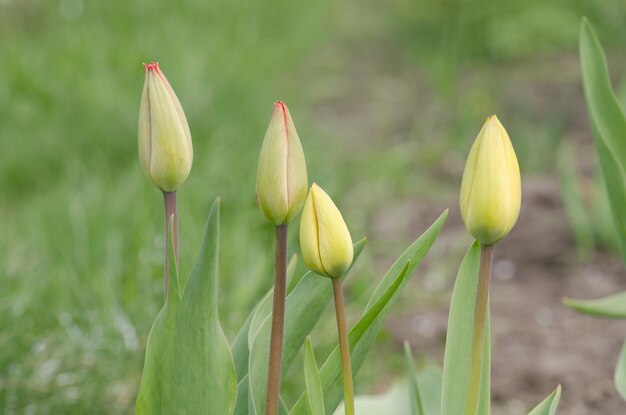 Tulip green bud with green leaves growing in garden Tulip bud on green background