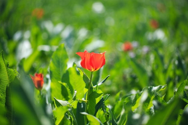 Tulip Greig Wild tulips in the mountains of Kyrgyzstan natural landscape