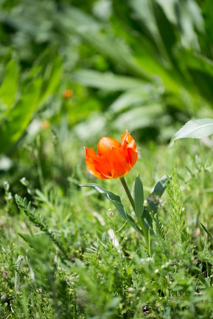 Tulip Greig Wild tulips in the mountains of Kyrgyzstan natural landscape