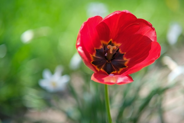 The tulip has opened its petals in the spring garden