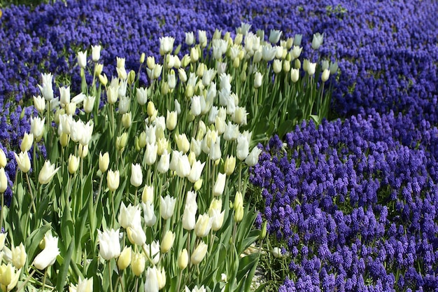 Tulip and hyacinth garden