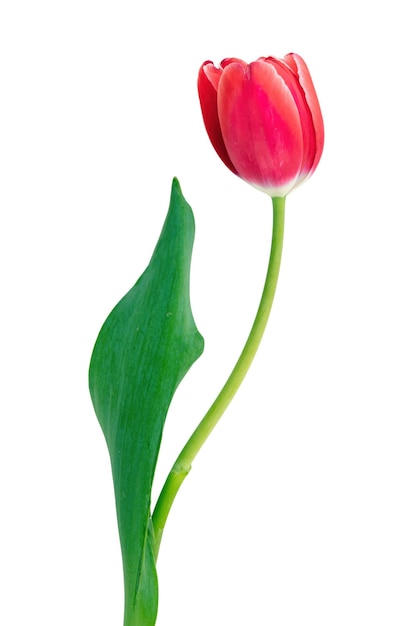 Tulip isolated on white background Fresh red pink tulip holiday gift